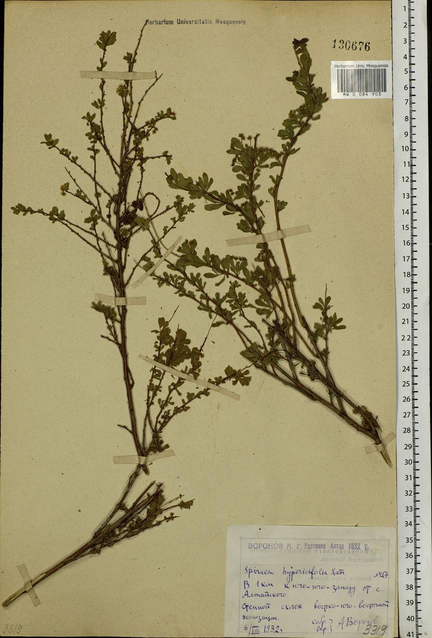 Spiraea hypericifolia L., Siberia, Western (Kazakhstan) Altai Mountains (S2a) (Kazakhstan)