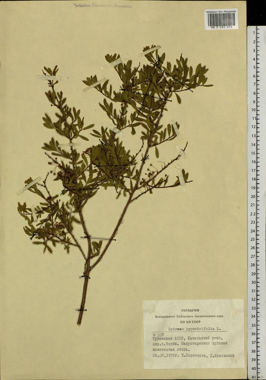 Spiraea hypericifolia L., Siberia, Altai & Sayany Mountains (S2) (Russia)