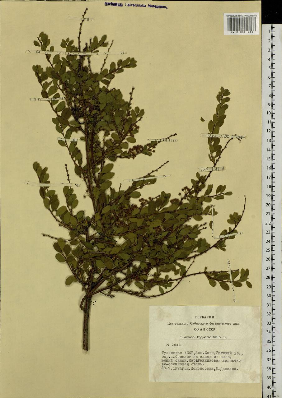 Spiraea hypericifolia L., Siberia, Altai & Sayany Mountains (S2) (Russia)