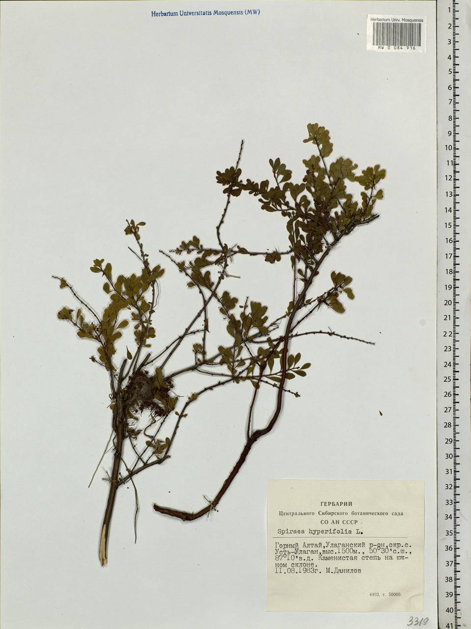 Spiraea hypericifolia L., Siberia, Altai & Sayany Mountains (S2) (Russia)