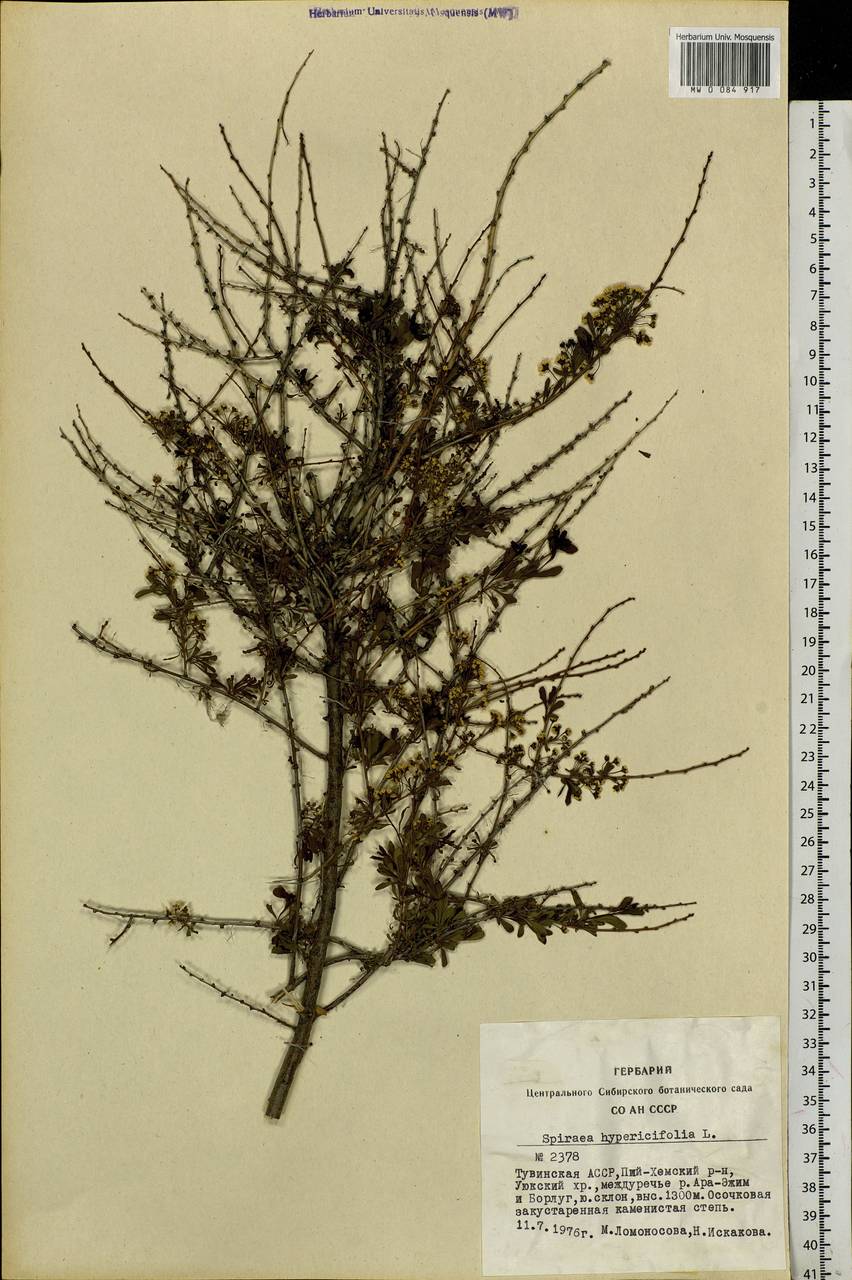 Spiraea hypericifolia L., Siberia, Altai & Sayany Mountains (S2) (Russia)