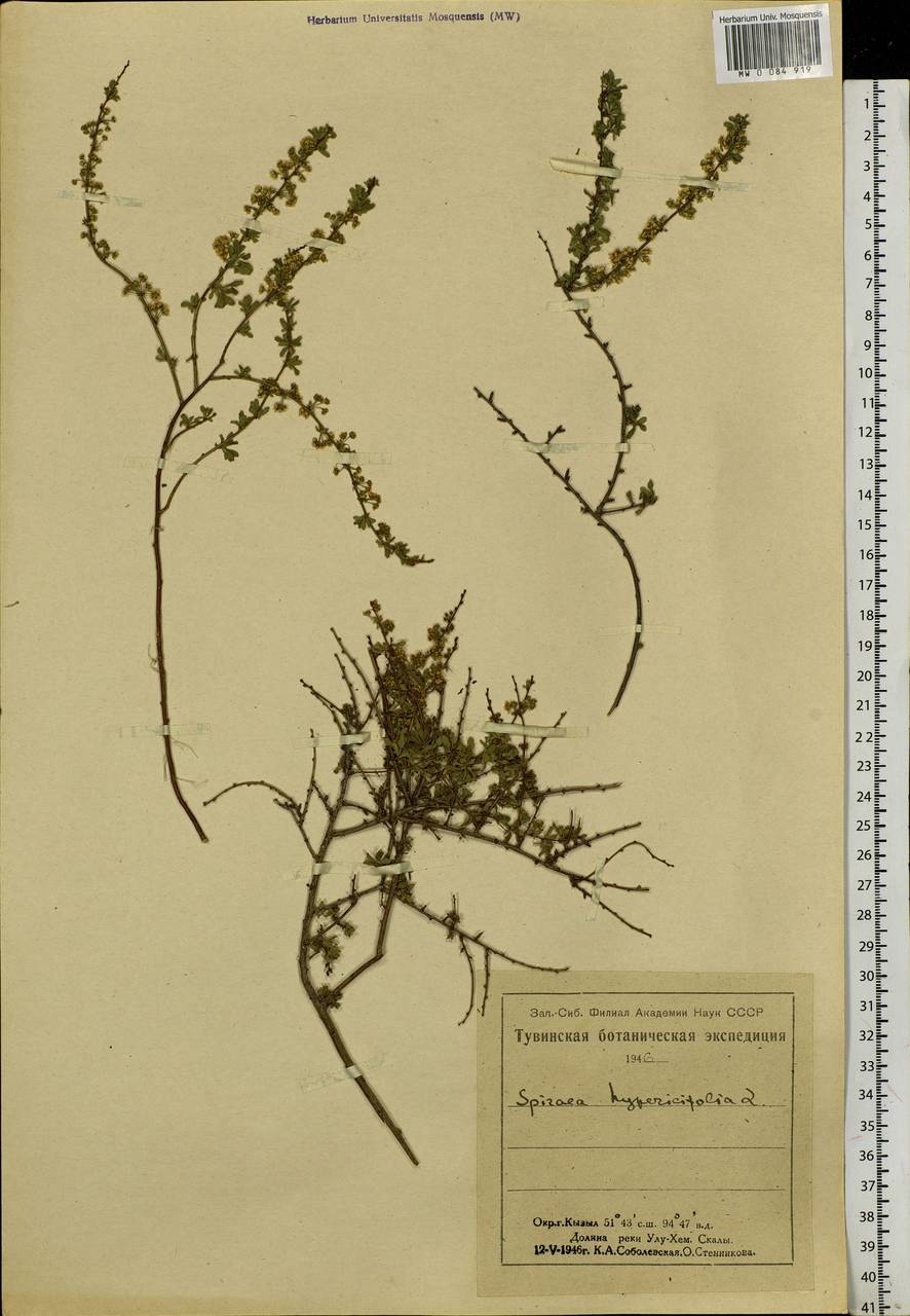 Spiraea hypericifolia L., Siberia, Altai & Sayany Mountains (S2) (Russia)