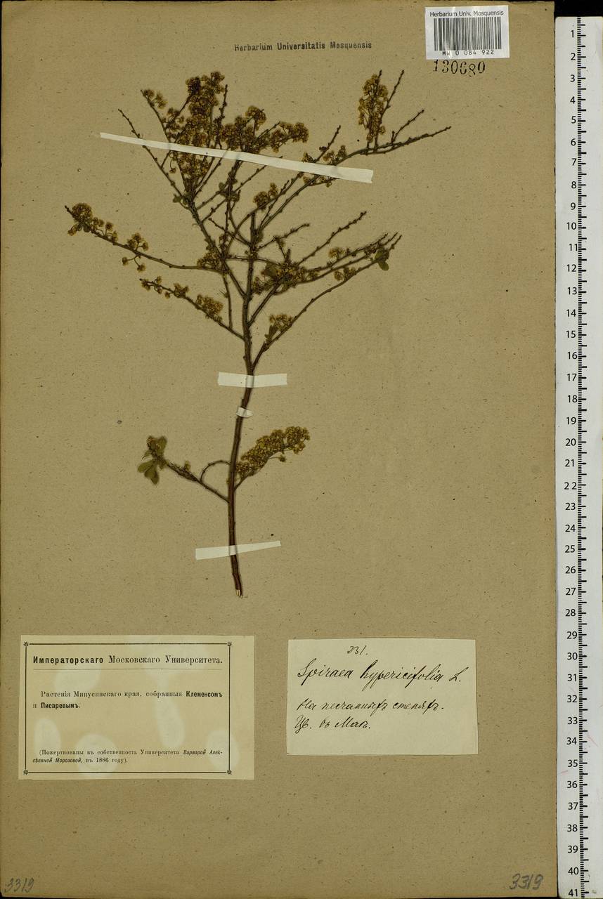 Spiraea hypericifolia L., Siberia, Altai & Sayany Mountains (S2) (Russia)