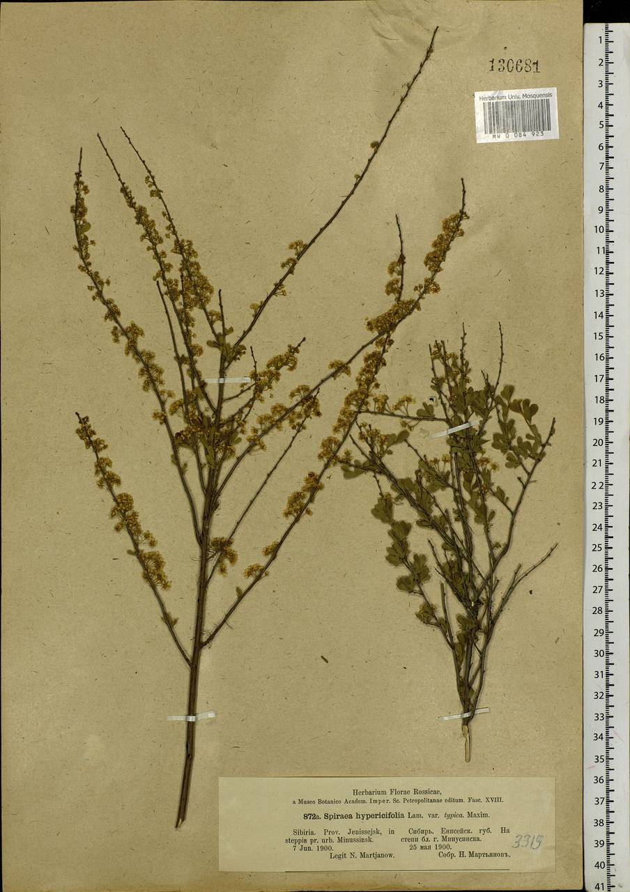 Spiraea hypericifolia L., Siberia, Altai & Sayany Mountains (S2) (Russia)