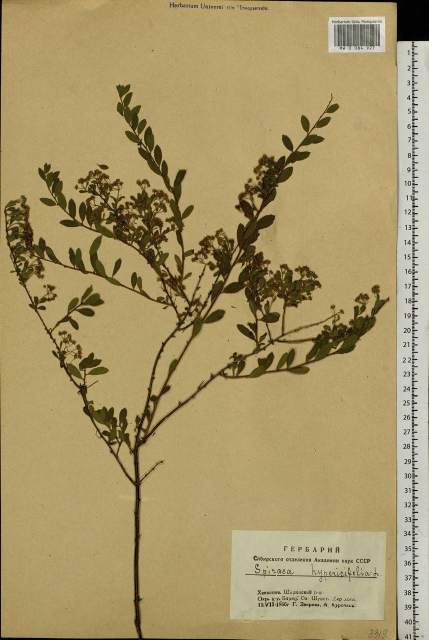 Spiraea hypericifolia L., Siberia, Altai & Sayany Mountains (S2) (Russia)