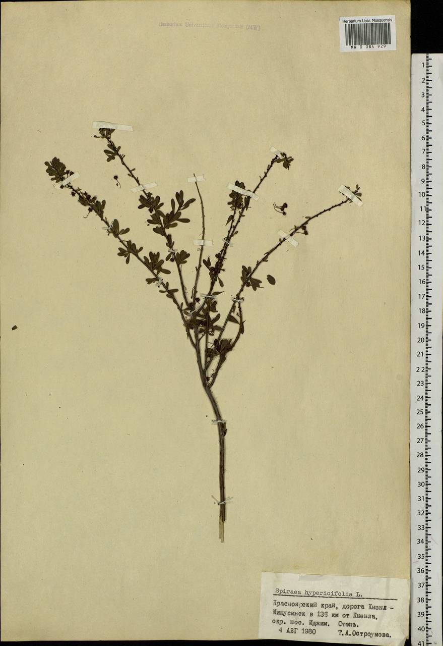 Spiraea hypericifolia L., Siberia, Altai & Sayany Mountains (S2) (Russia)