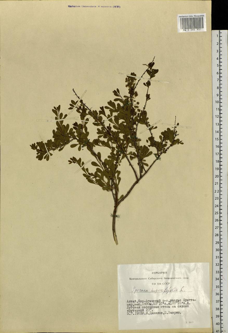 Spiraea hypericifolia L., Siberia, Altai & Sayany Mountains (S2) (Russia)