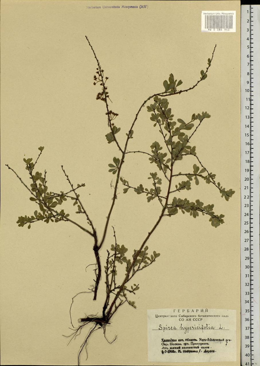 Spiraea hypericifolia L., Siberia, Altai & Sayany Mountains (S2) (Russia)