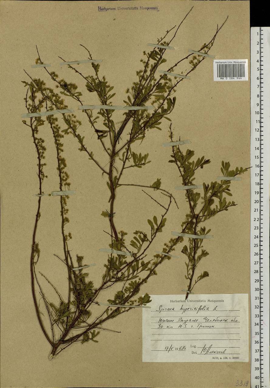 Spiraea hypericifolia L., Eastern Europe, Eastern region (E10) (Russia)