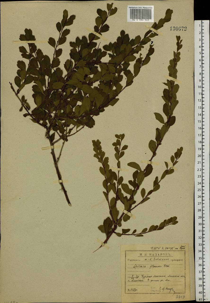 Spiraea flexuosa Fisch. ex Cambess., Siberia, Baikal & Transbaikal region (S4) (Russia)