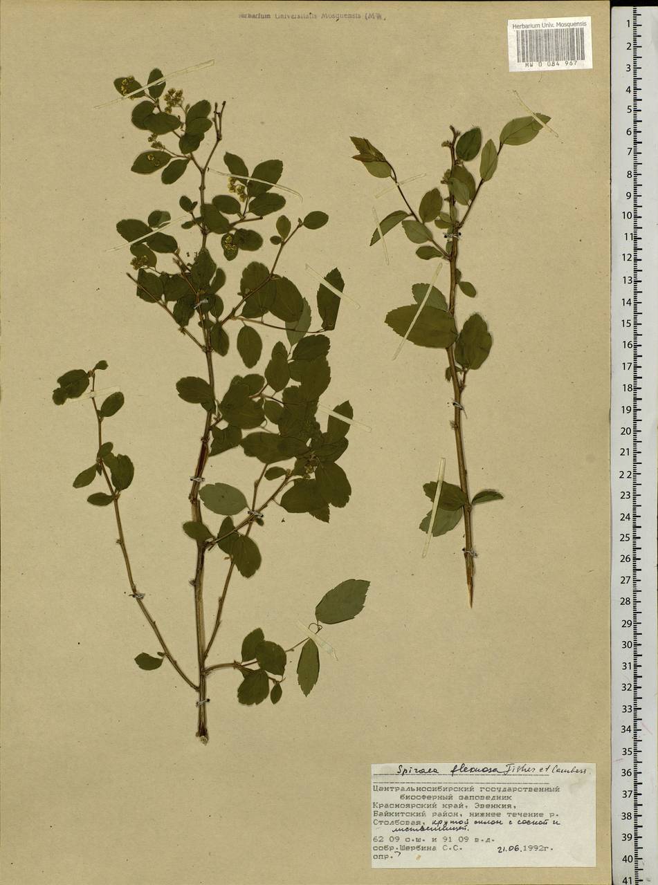 Spiraea flexuosa Fisch. ex Cambess., Siberia, Central Siberia (S3) (Russia)