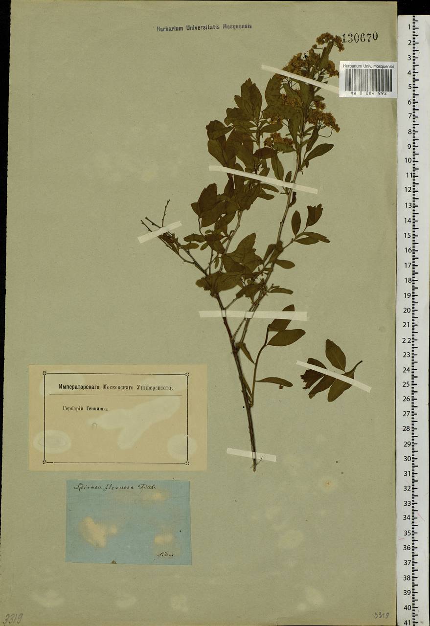 Spiraea flexuosa Fisch. ex Cambess., Siberia (no precise locality) (S0) (Russia)