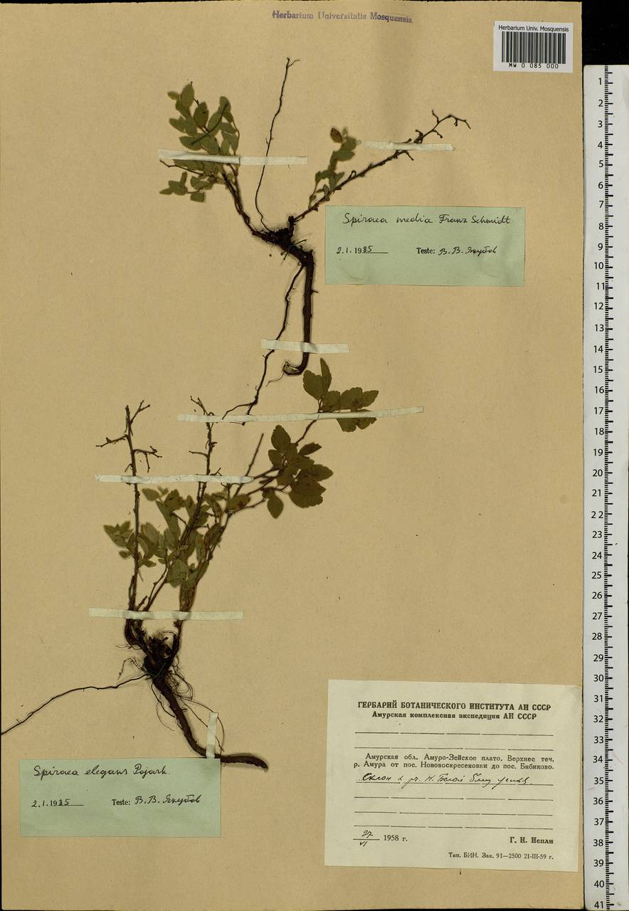 Spiraea elegans Pojark., Siberia, Russian Far East (S6) (Russia)