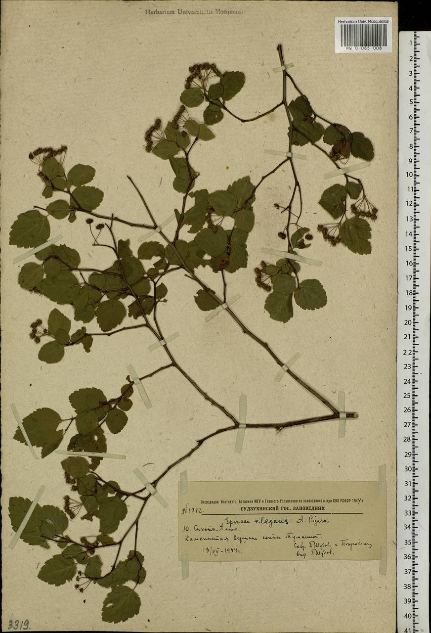 Spiraea elegans Pojark., Siberia, Russian Far East (S6) (Russia)