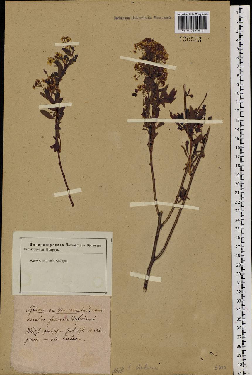 Spiraea dahurica (Rupr.) Maxim., Siberia, Yakutia (S5) (Russia)