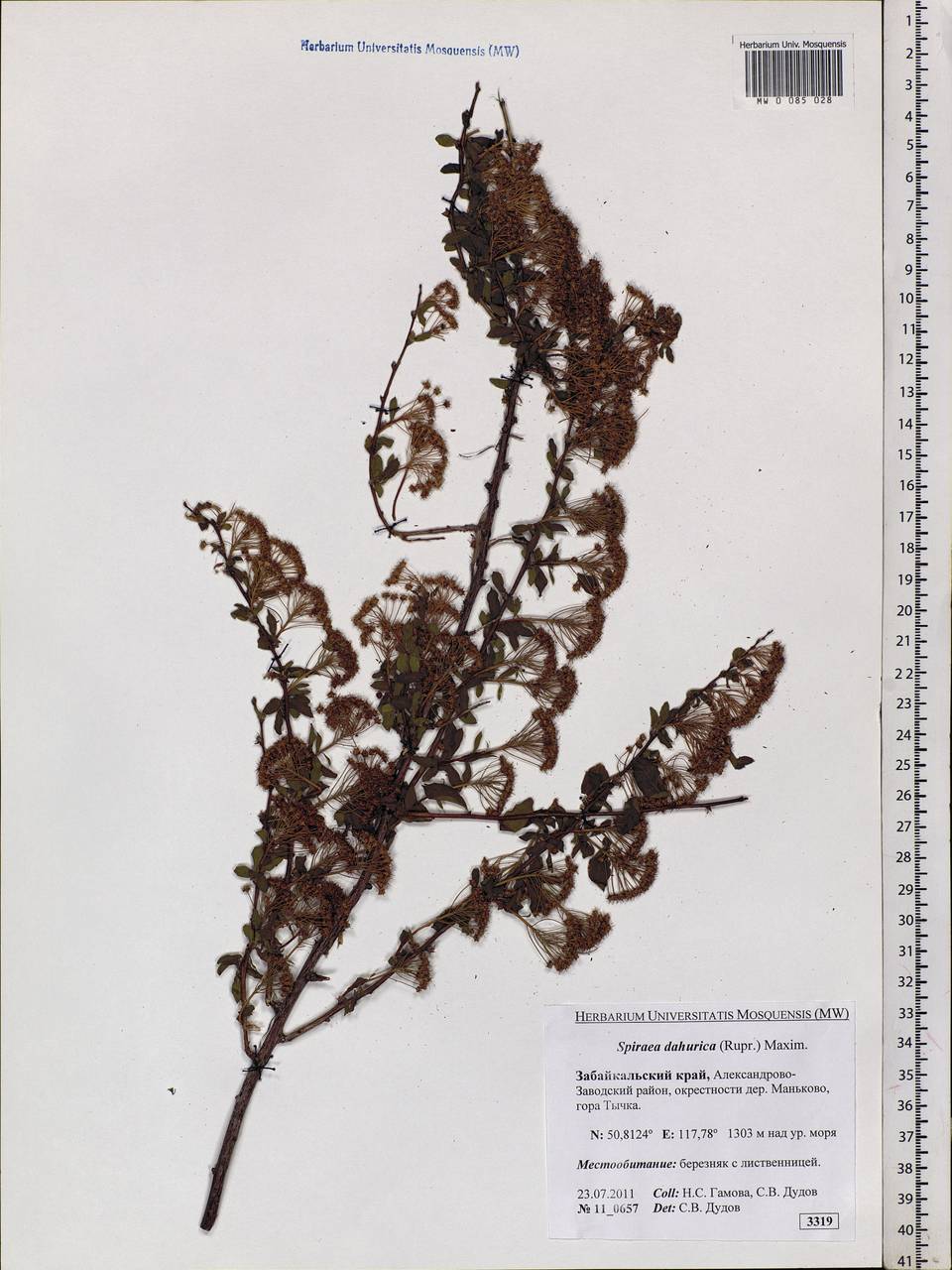 Spiraea dahurica (Rupr.) Maxim., Siberia, Baikal & Transbaikal region (S4) (Russia)