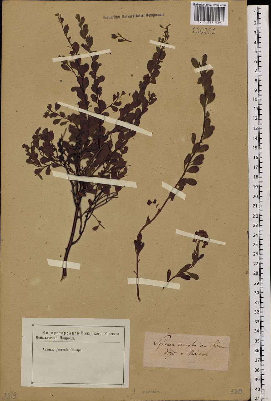 Spiraea crenata L., Siberia, Baikal & Transbaikal region (S4) (Russia)