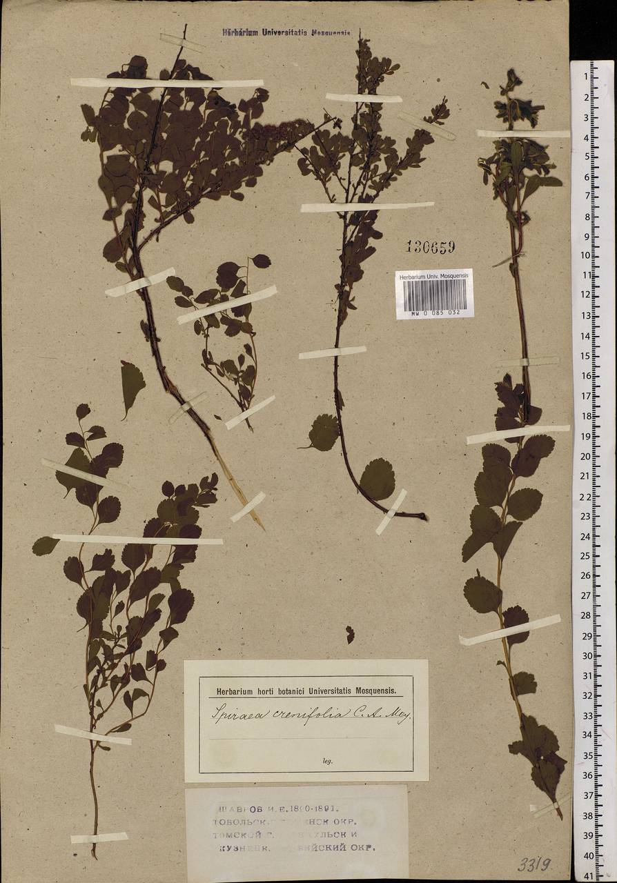 Spiraea crenata L., Siberia (no precise locality) (S0) (Russia)