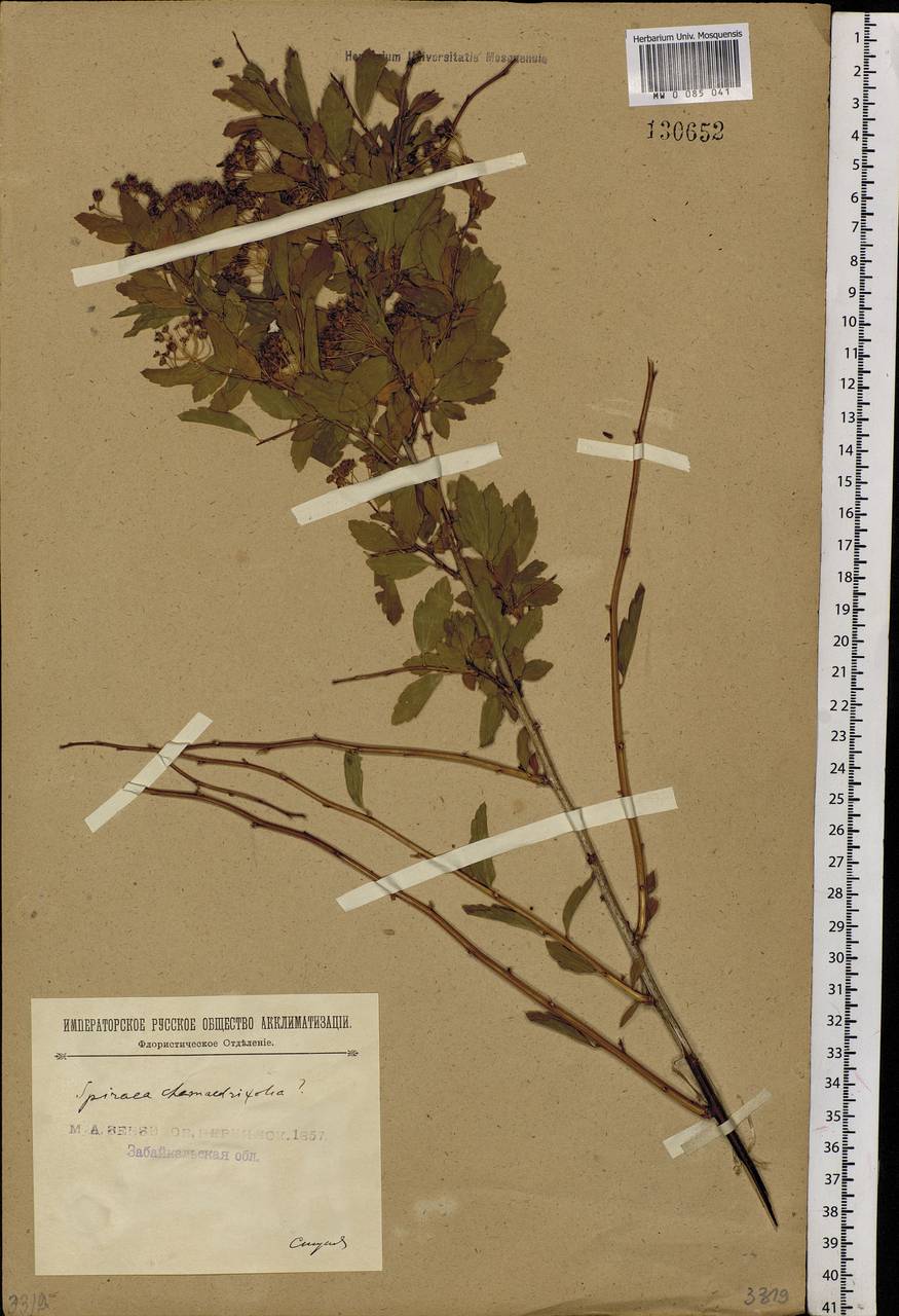 Spiraea chamaedryfolia L., Siberia, Baikal & Transbaikal region (S4) (Russia)