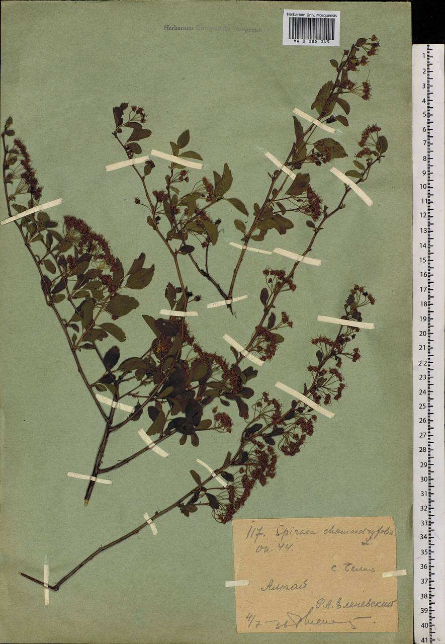 Spiraea chamaedryfolia L., Siberia, Western (Kazakhstan) Altai Mountains (S2a) (Kazakhstan)