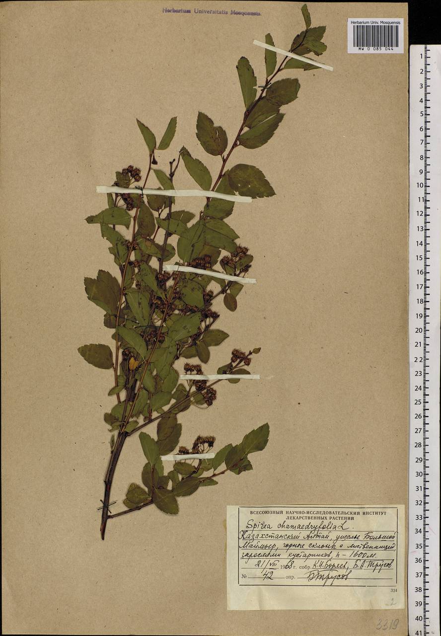 Spiraea chamaedryfolia L., Siberia, Western (Kazakhstan) Altai Mountains (S2a) (Kazakhstan)