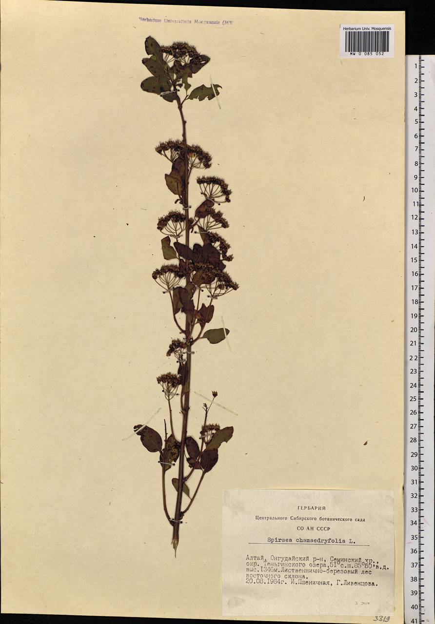 Spiraea chamaedryfolia L., Siberia, Altai & Sayany Mountains (S2) (Russia)