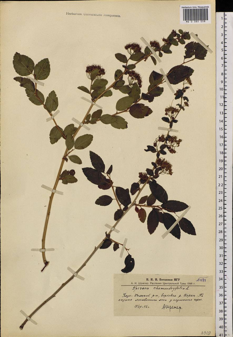 Spiraea chamaedryfolia L., Siberia, Altai & Sayany Mountains (S2) (Russia)