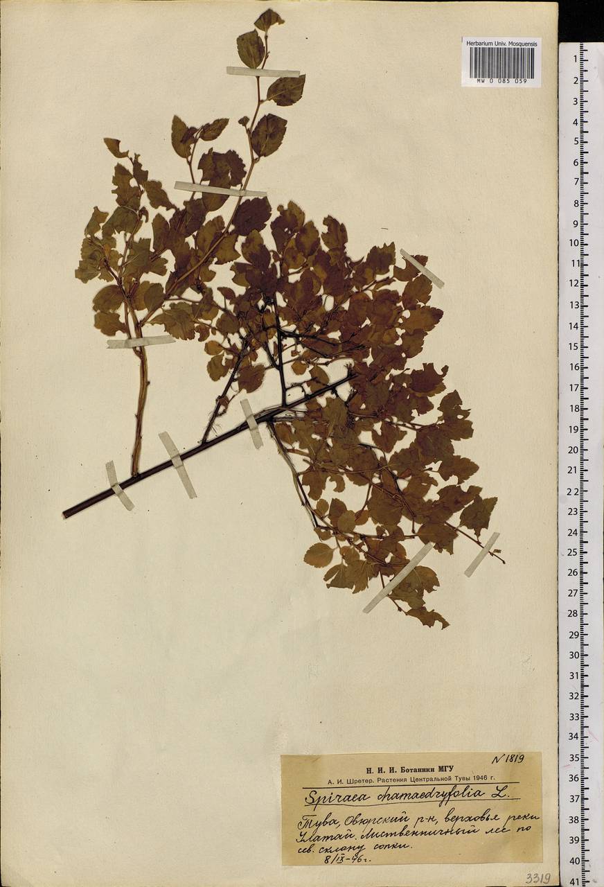 Spiraea chamaedryfolia L., Siberia, Altai & Sayany Mountains (S2) (Russia)