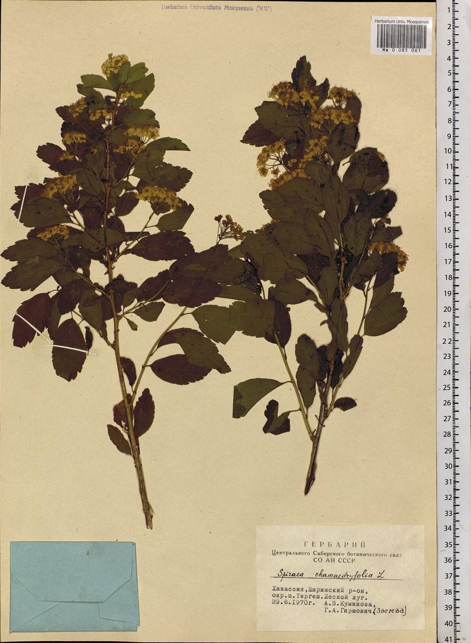 Spiraea chamaedryfolia L., Siberia, Altai & Sayany Mountains (S2) (Russia)