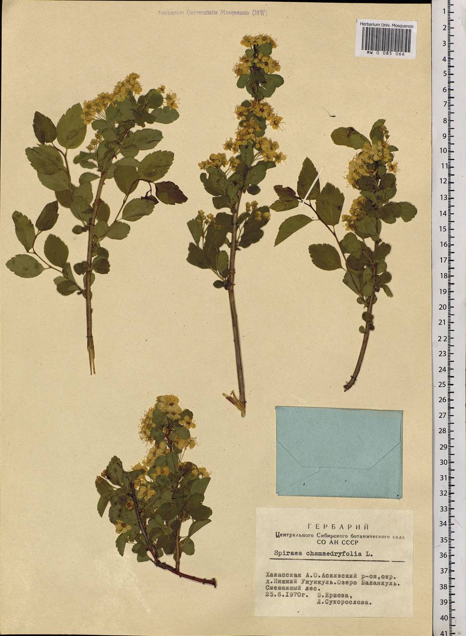 Spiraea chamaedryfolia L., Siberia, Altai & Sayany Mountains (S2) (Russia)