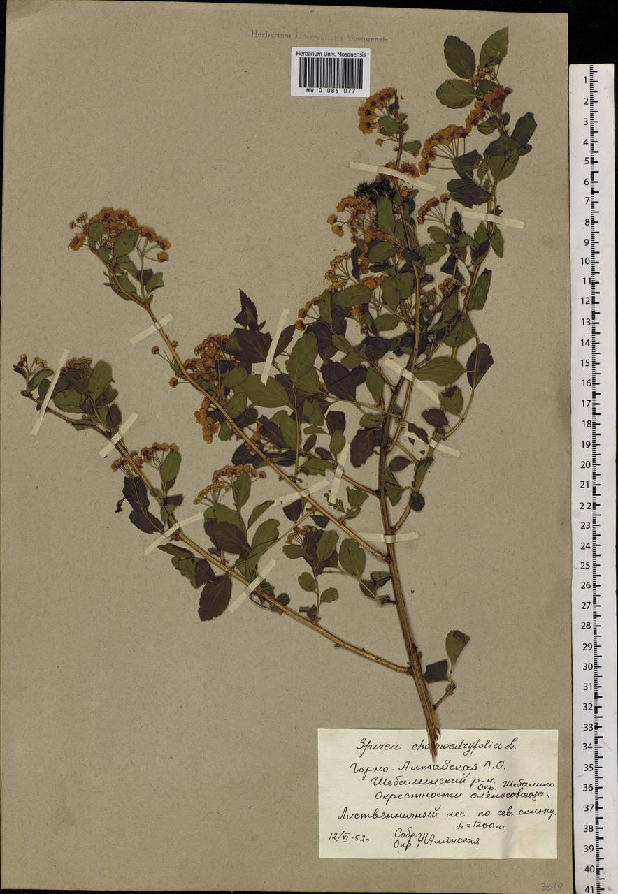 Spiraea chamaedryfolia L., Siberia, Altai & Sayany Mountains (S2) (Russia)