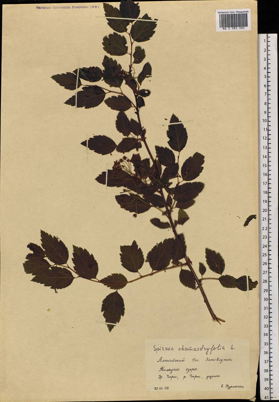 Spiraea chamaedryfolia L., Siberia, Altai & Sayany Mountains (S2) (Russia)