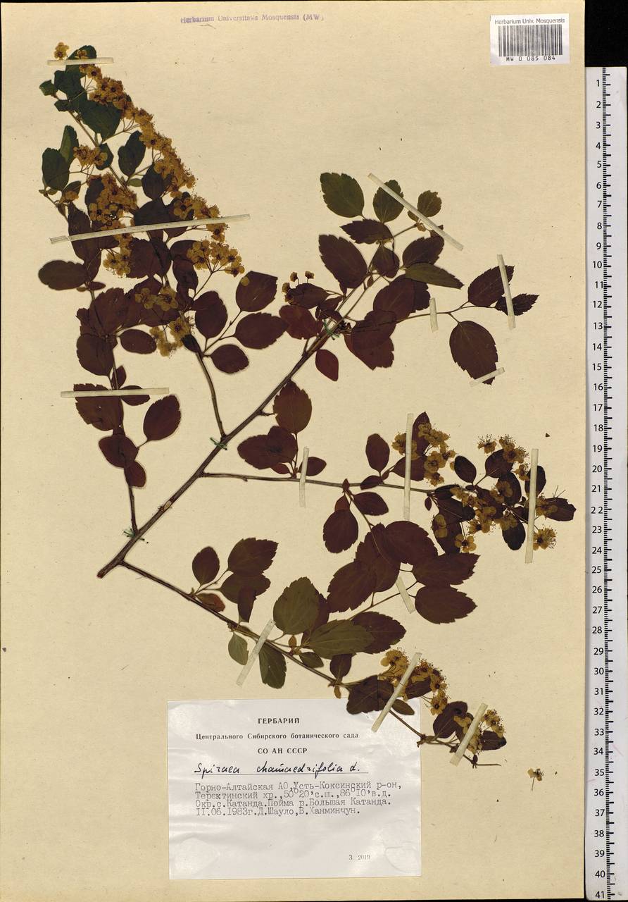 Spiraea chamaedryfolia L., Siberia, Altai & Sayany Mountains (S2) (Russia)