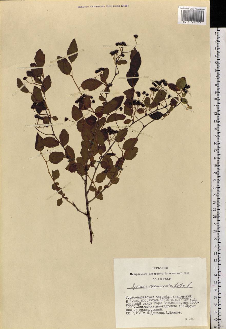 Spiraea chamaedryfolia L., Siberia, Altai & Sayany Mountains (S2) (Russia)