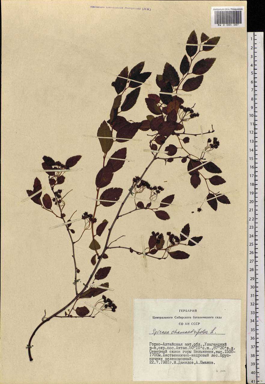 Spiraea chamaedryfolia L., Siberia, Altai & Sayany Mountains (S2) (Russia)