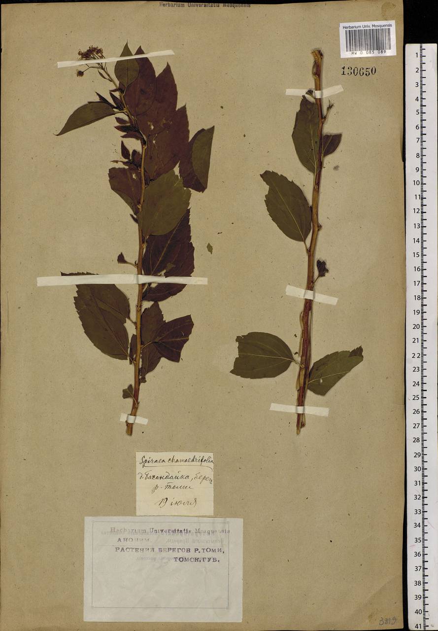 Spiraea chamaedryfolia L., Siberia, Western Siberia (S1) (Russia)