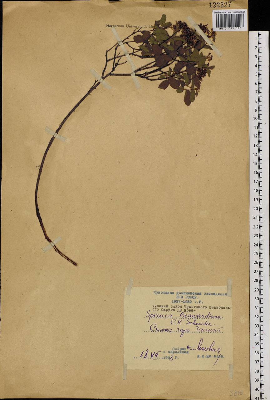 Spiraea betulifolia var. aemiliana (C. K. Schneid.) Koidz., Siberia, Chukotka & Kamchatka (S7) (Russia)