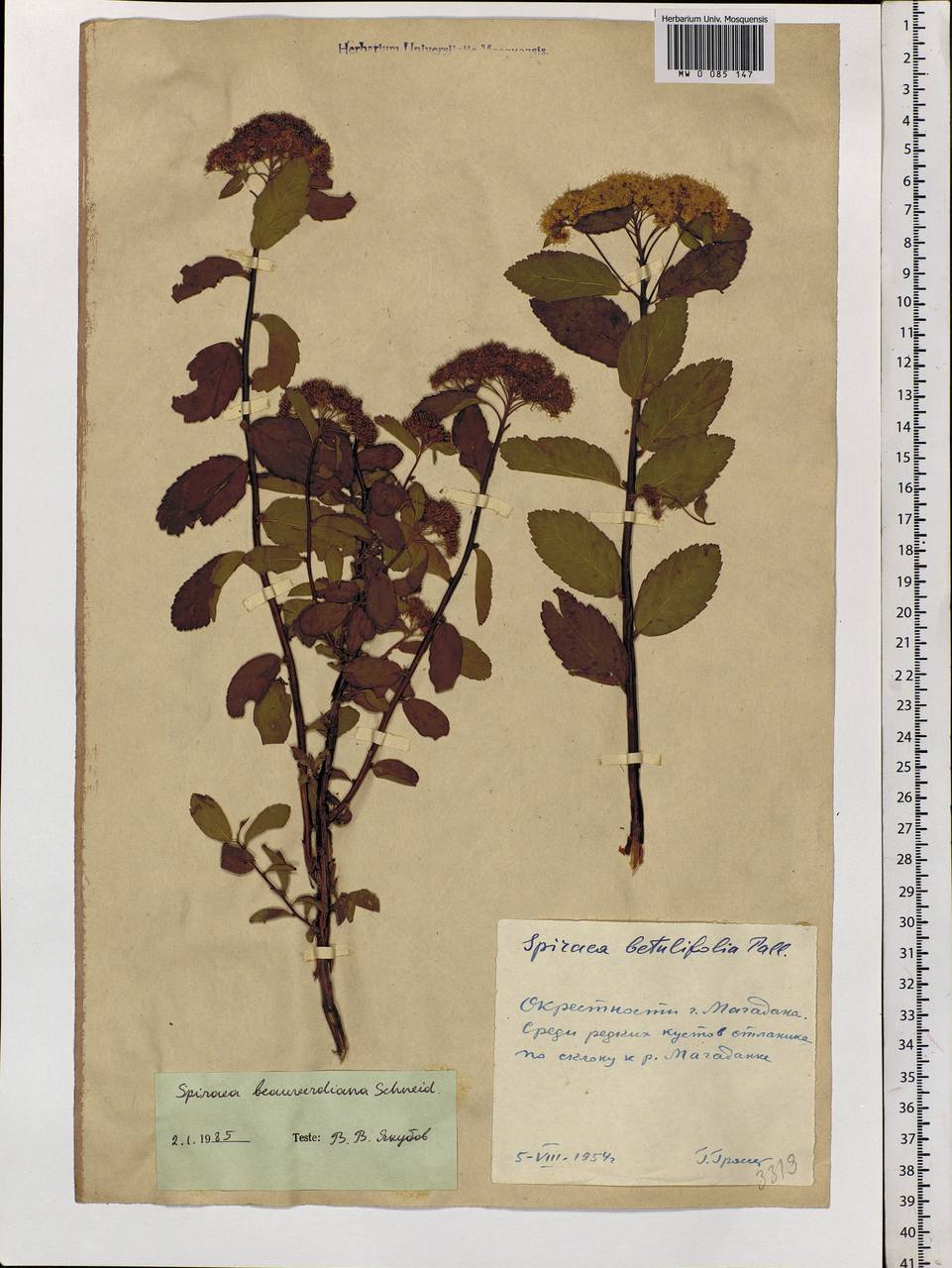 Spiraea betulifolia var. aemiliana (C. K. Schneid.) Koidz., Siberia, Chukotka & Kamchatka (S7) (Russia)