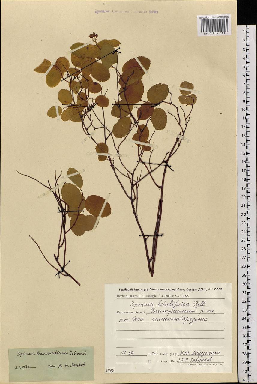 Spiraea betulifolia var. aemiliana (C. K. Schneid.) Koidz., Siberia, Chukotka & Kamchatka (S7) (Russia)