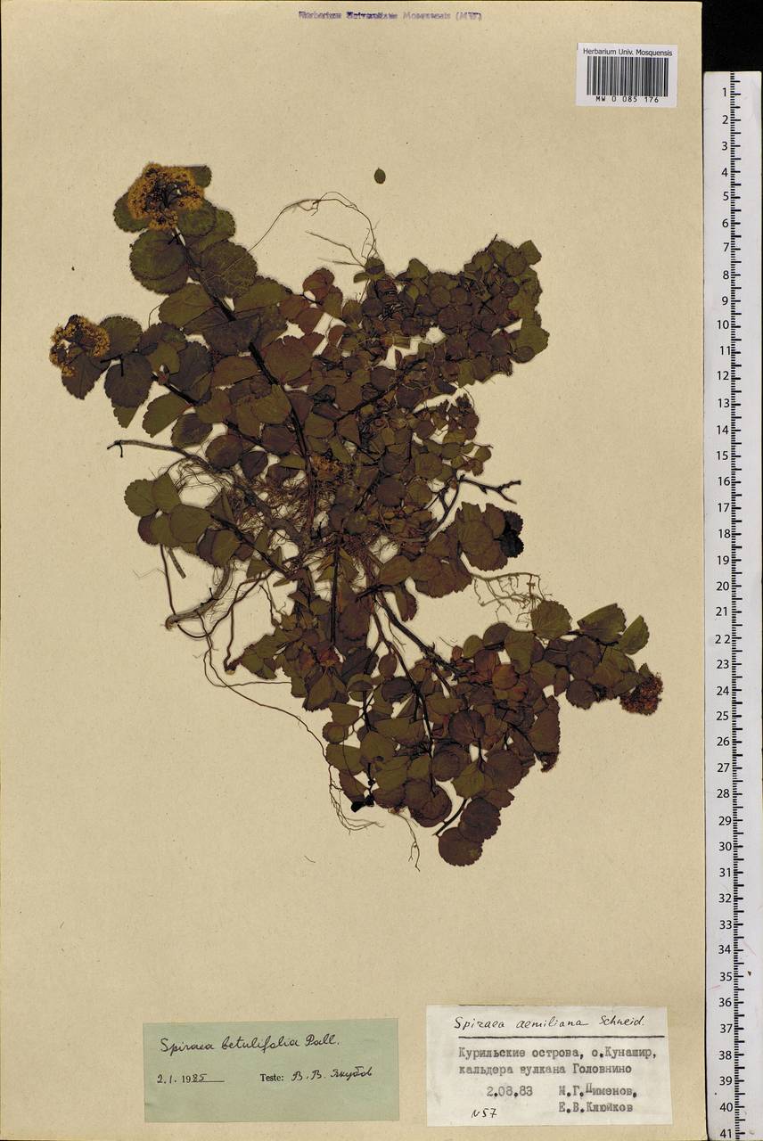 Spiraea betulifolia, Siberia, Russian Far East (S6) (Russia)