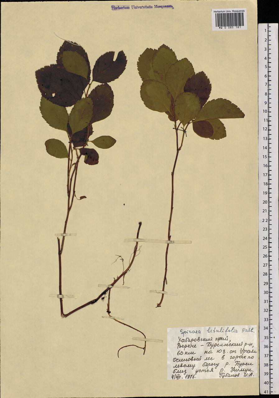 Spiraea betulifolia, Siberia, Russian Far East (S6) (Russia)