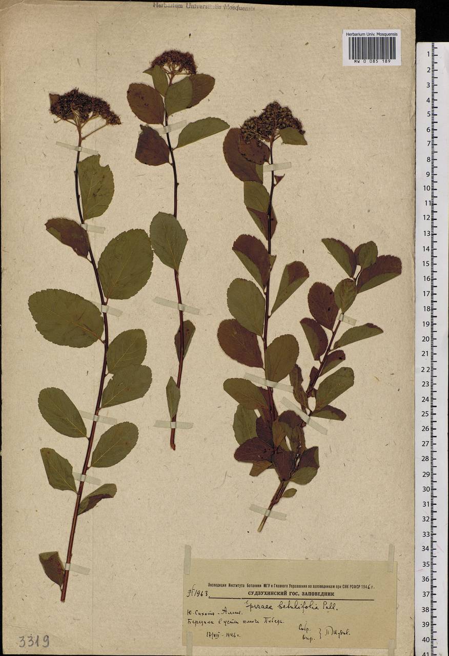 Spiraea betulifolia, Siberia, Russian Far East (S6) (Russia)