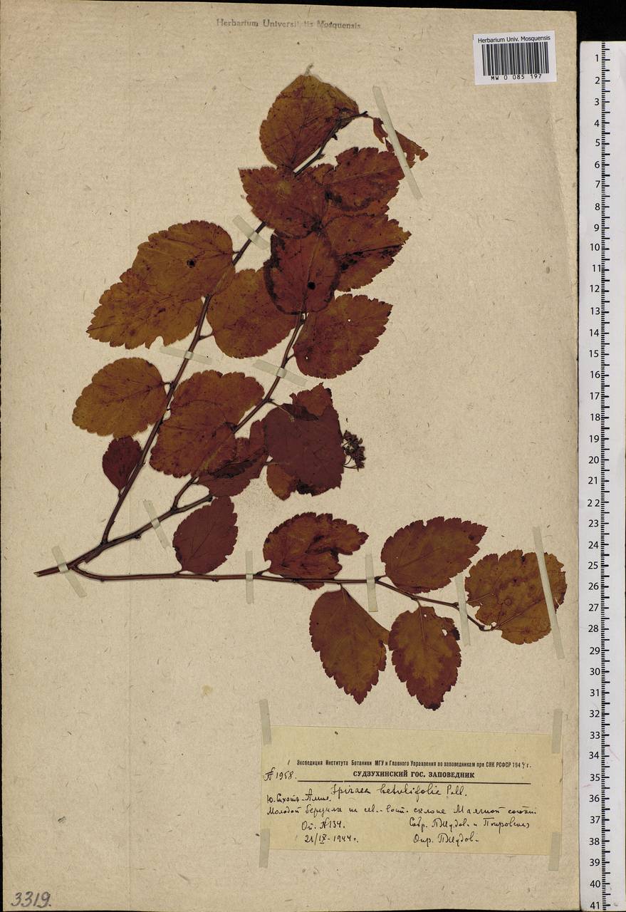 Spiraea betulifolia, Siberia, Russian Far East (S6) (Russia)