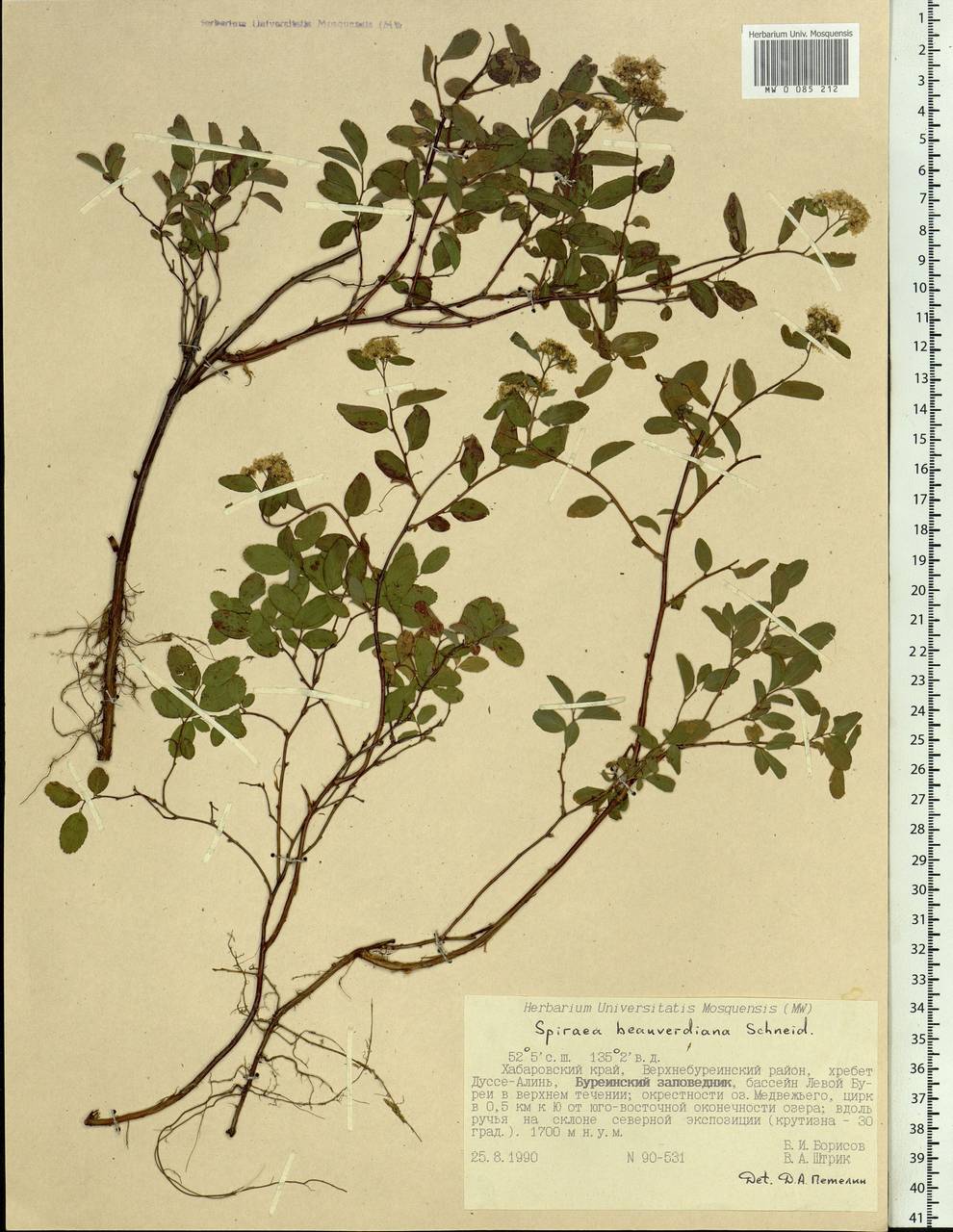 Spiraea betulifolia var. aemiliana (C. K. Schneid.) Koidz., Siberia, Russian Far East (S6) (Russia)
