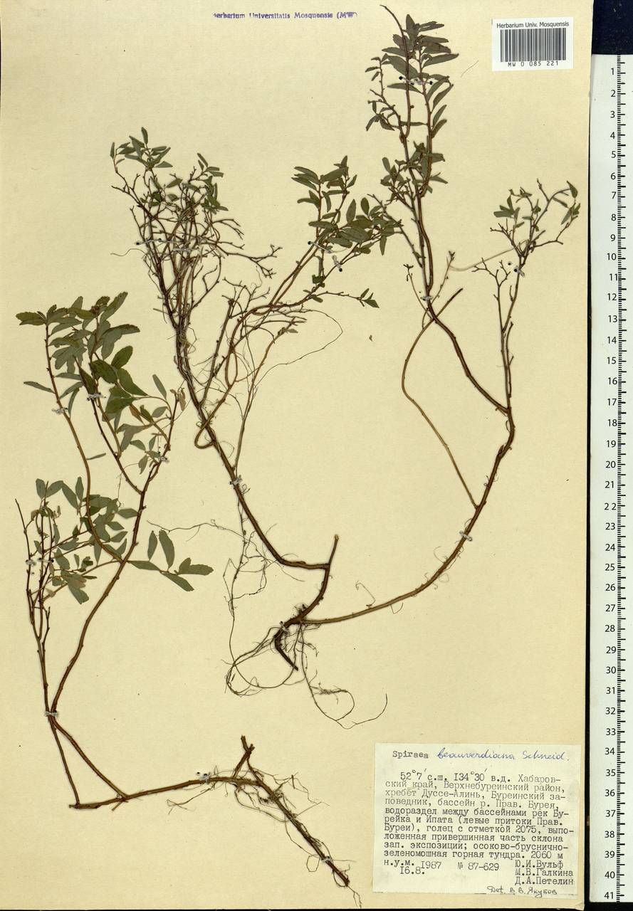 Spiraea betulifolia var. aemiliana (C. K. Schneid.) Koidz., Siberia, Russian Far East (S6) (Russia)