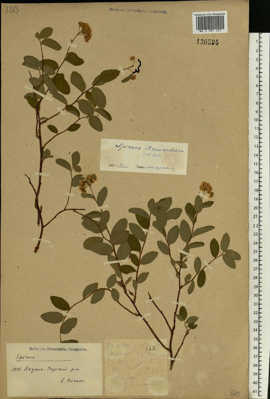 Spiraea betulifolia var. aemiliana (C. K. Schneid.) Koidz., Siberia, Yakutia (S5) (Russia)