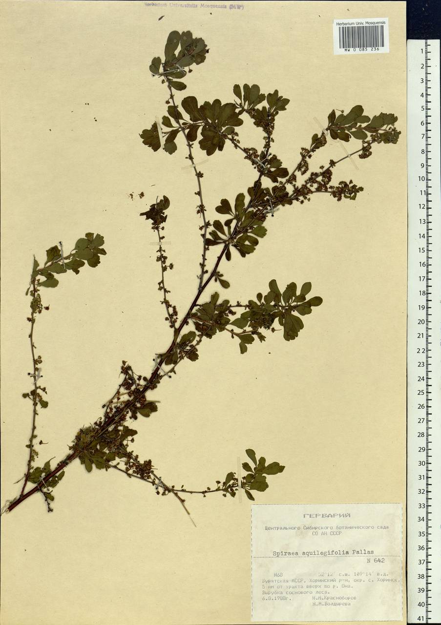 Spiraea aquilegifolia Pall., Siberia, Baikal & Transbaikal region (S4) (Russia)