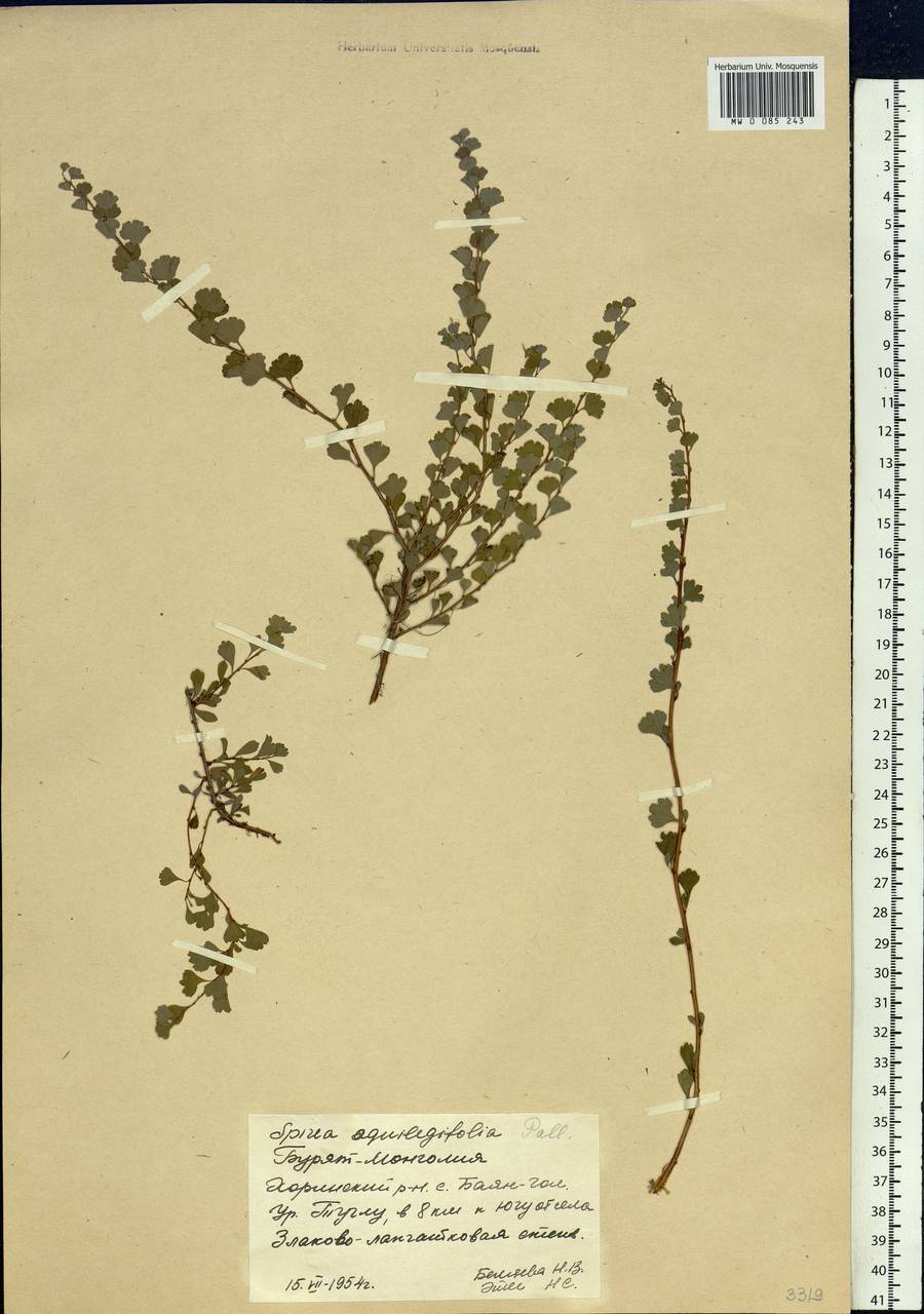 Spiraea aquilegifolia Pall., Siberia, Baikal & Transbaikal region (S4) (Russia)