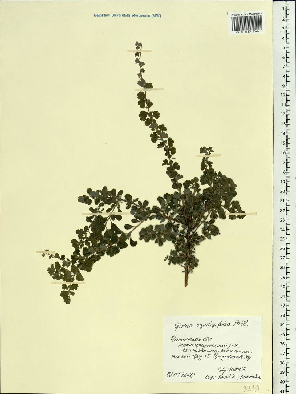 Spiraea aquilegifolia Pall., Siberia, Baikal & Transbaikal region (S4) (Russia)