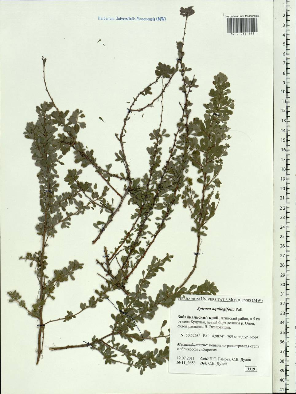 Spiraea aquilegifolia Pall., Siberia, Baikal & Transbaikal region (S4) (Russia)